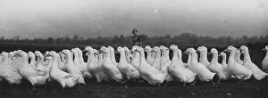 Poultry Prints: Geese