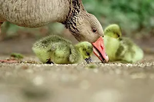 Anseriformes Prints: Geese, Spring, Germany, Europe