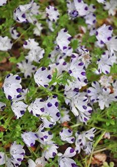 2016 Prints: Gefleckte Hainblume Nemophila maculata - Baby blue eyes Nemophila maculata Gefleckte Hainblume Nemophila maculata
