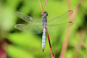 Italienisch Prints: Gekielter Blaupfeil, Kleiner Blaupfeil Orthetrum coerulescens