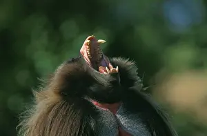 Tooth Prints: Gelada Baboon, Theropithecus Gelada, Portrait Of Male Calling, With Open Mouth