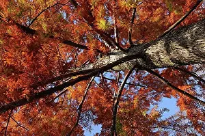 Upper Bavarian Prints: Gelb-rot-braune Herbstpracht eines Nadelbaumes in der Parkanlage am rechten Zuerichseeufer