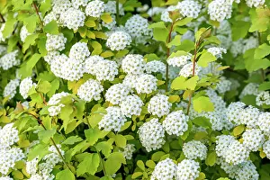 Blossoms Prints: Gelblaubige Prachtspiere, Gelblaubige Pracht-Spiere