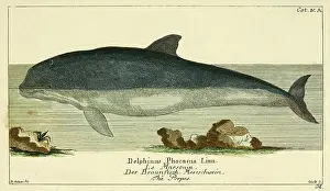 Features Prints: Gemeinnützige Naturgeschichte des Thierreichs