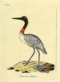 Identity Prints: A general synopsis of birds, London