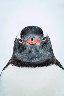 Lindblad Expeditions Prints: Gentoo Penguin (Pygoscelis papua) portrait at Yankee Harbor