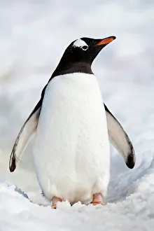 Waterbird Prints: Gentoo penguin (Pygoscelis papua) standing on a snow covered landscape