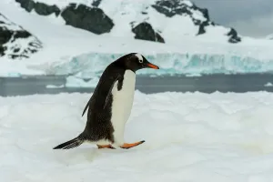 Cuverville Island Prints: Gentoo penguin (Pygoscelis papua) walking over snow on Cuverville Island in the Antarctic Peninsula region