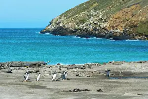 Seas Prints: Gentoo penguins (Pygoscelis papua) crossing a stream