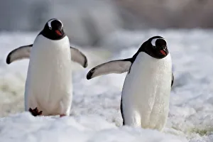 Waterbird Prints: Gentoo penguins (Pygoscelis papua) standing on a snow covered landscape