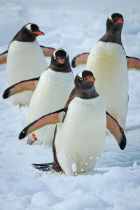 Lindblad Expeditions Prints: Gentoo Penguins (Pygoscelis papua) waling on pack ice in Lemaire Channel, Antarctica