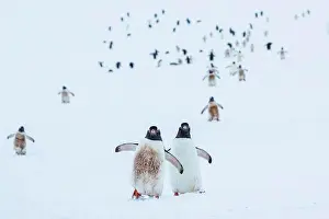 Animal Prints: Gentoo Penguins (Pygoscelis papua) walking on fresh snow at Yankee Harbor