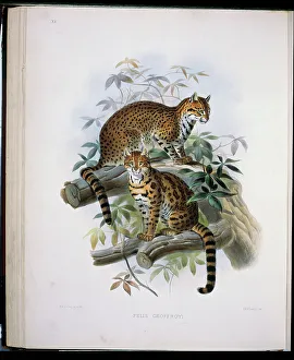Elliot Prints: Geoffroy's Cat (Felis Geoffroyi) 1883 Daniel Giraud Elliot (1835-1915 American)