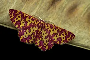 Lonely Prints: Geometer moth (Chrysocraspeda anthocroca), Analamazaotra Madagascar