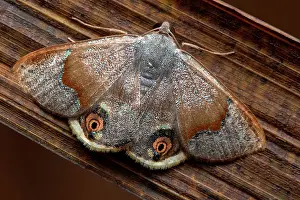 Coelomata Prints: Geometer moth (Ophthalmoblysis sp), undescribed species, Monteverde, Costa Rica