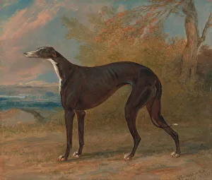 Panel Prints: George Lane Fox's Winning Greyhounds Black White Greyhound Bitch