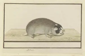 Voorkeursbeeld Prints: Georychus capensis (Cape mole-rat)