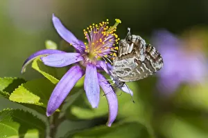 Lonely Prints: Geranium Bronze (Cacyreus marshalli) on Crossberry (Grewia occidentalis) plant and butterfly native to South Africa