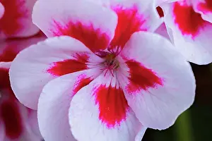 Ornamented Prints: Geranium (Pelargonium), white-red, flower, close-up