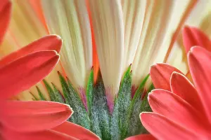 Daisy Prints: Gerbera Flower close up showing sepals and petals