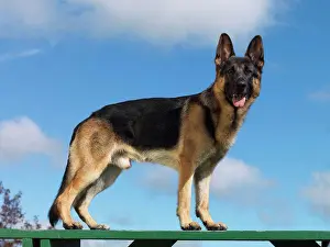 Canines Prints: German Shepherd Dog, AKC, 3-year-old Bear photographed in Palmer