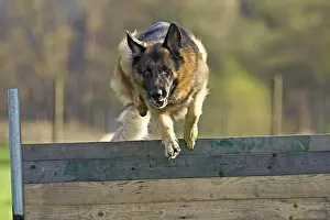 Thoroughbred Prints: German Shepherd dog jumping over a barrier
