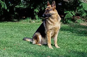 Canine Prints: German shepherd sitting outside in grass