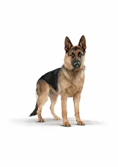 Concentrate Prints: German Shepherd on white background