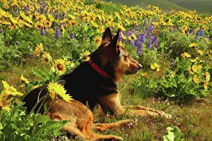 Wildflowers Prints: German Sheppard Enjoys Sunrshine time in the Wildflowers of the Columbia Hills State Park in Washington