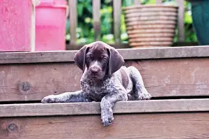 Laying Prints: German Short Haired Pointer puppy laying outside on wooden deck steps