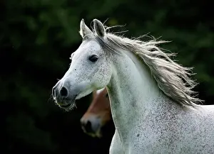Germany, Baden-Wuerttemberg, Arabian horse, Equus ferus caballus