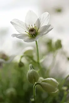 Baden Wurttemberg Prints: Germany, Baden Wuerttemberg, Clematis flower, close up
