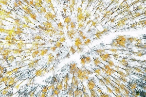 Bird´´s Eye View Prints: Germany, Baden Wurttemberg, Aerial view of Swabian Forest in winter