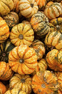 World Locations Prints: Germany, Baden-Wurttemburg, Ludwigsburg, Bluhendes Barock Gardens, fall festival, squash