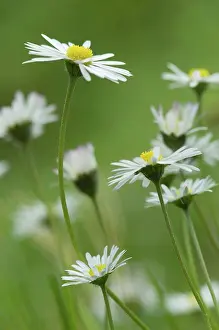 Stipe Prints: Germany, Bavaria, Close up of daisy flowers in garden