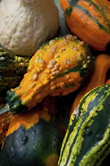 Produce Prints: Germany, Bavaria, Passau. Open-air farmer's market, colorful fall squash & gourds