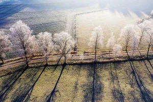 Guiding Prints: Germany, Bavaria, Schwaigwall, Aerial view of white birch trees along countryside dirt road in winter