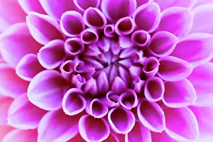 Flower Head Prints: Germany, Dahlia flower, close up