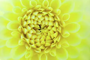Flower Head Prints: Germany, Dahlia flower, close up
