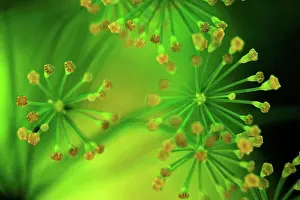 Culinary Prints: Germany, Dill flower, close up