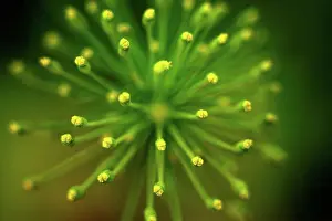 Culinary Prints: Germany, Dill flower, close up