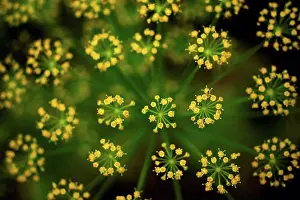Culinary Prints: Germany, Dill flower, close up