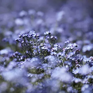 Fragile Prints: Germany, Forget_me_not flowers, close up