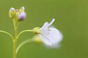 Germany, Hesse, Mosquito on cuckoo flower, close up