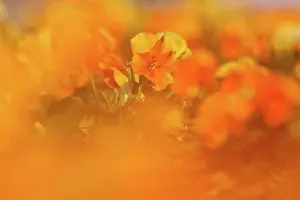 Out Of Focus Prints: Germany, Hesse, Pansy flowers, close up