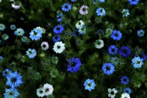 Large Group Prints: Germany, Nigella Damascena flower, close up