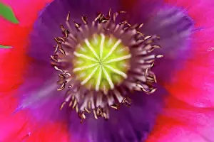 Flower Head Prints: Germany, Poppy flower, close up