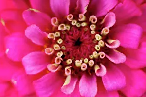 Flower Head Prints: Germany, Zinnia flower, close up
