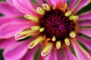 Flower Head Prints: Germany, Zinnia flower, close up