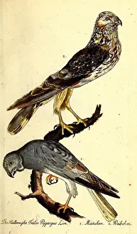 Works Prints: Getreue, Abbildungen, naturhistorischer